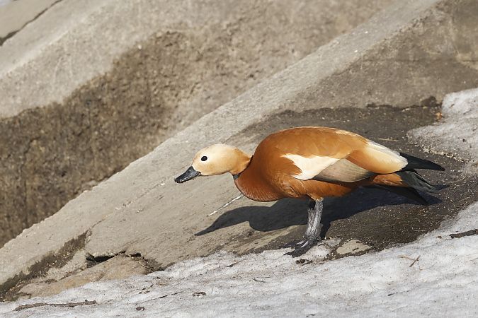 kazarka rdzawa  - Piotr Janowicz