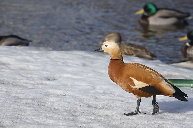 Rostgans  - Piotr Janowicz
