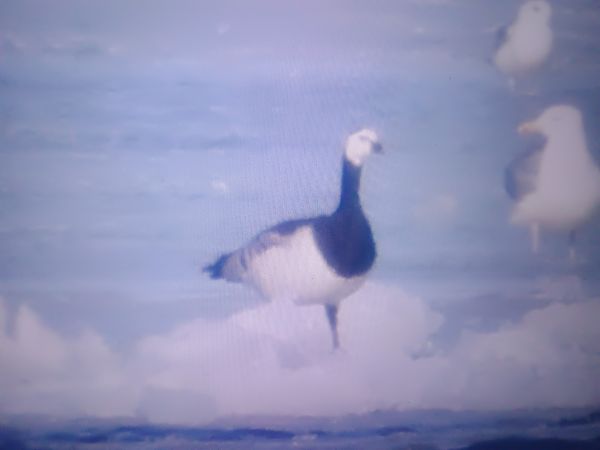 bernikla białolica  - Piotr Janowicz