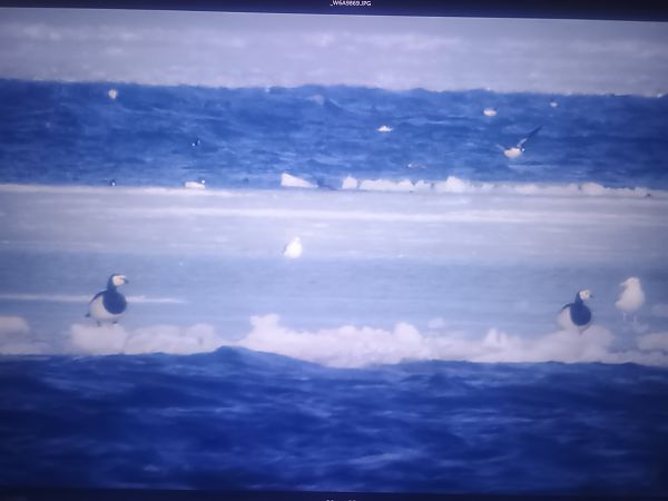 bernikla białolica  - Piotr Janowicz