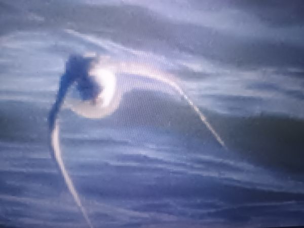 biegus morski  - Piotr Janowicz