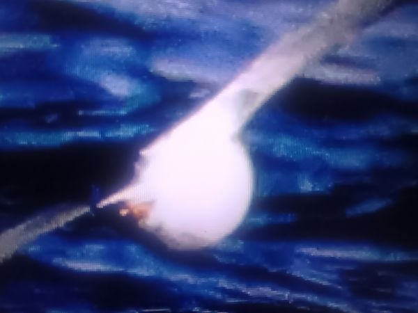 biegus morski  - Piotr Janowicz