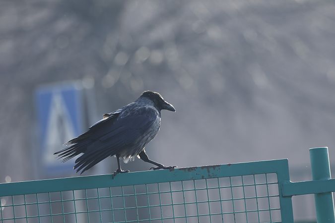 Hybride Corneille noire x mantelée  - Piotr Janowicz