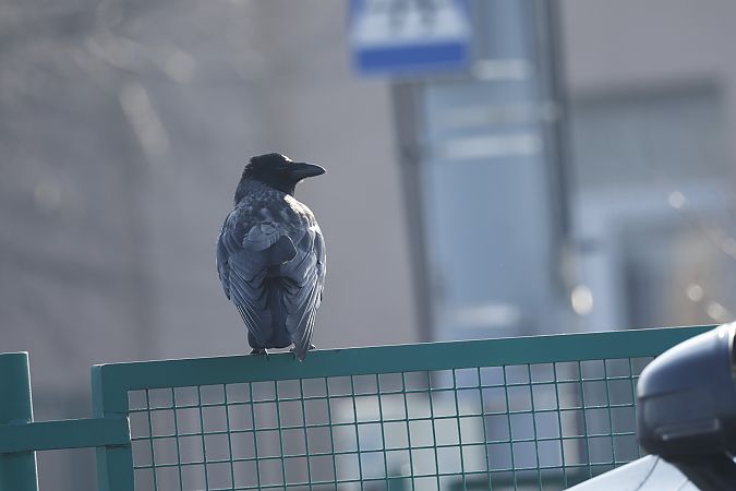 Hybride Corneille noire x mantelée  - Piotr Janowicz