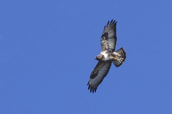 myszołów włochaty 