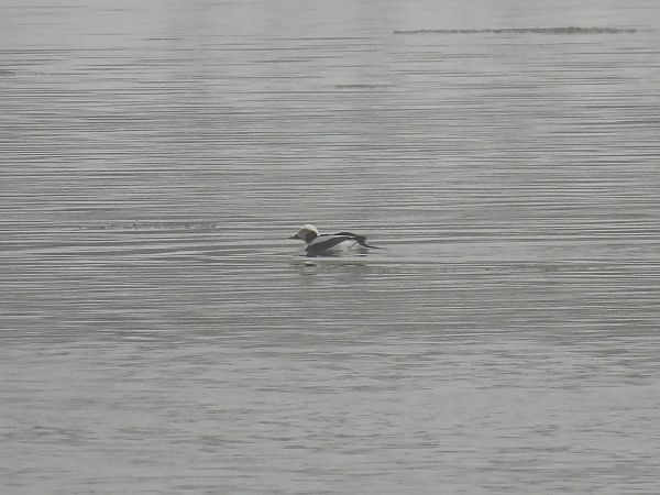 lodówka  - Grzegorz Zioło