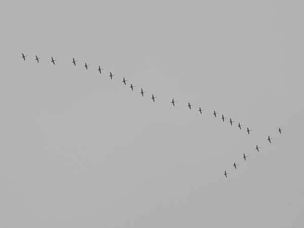 łabędź krzykliwy  - Grzegorz Zioło