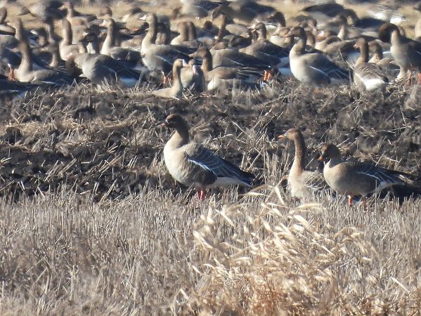 Kurzschnabelgans  - Grzegorz Zioło