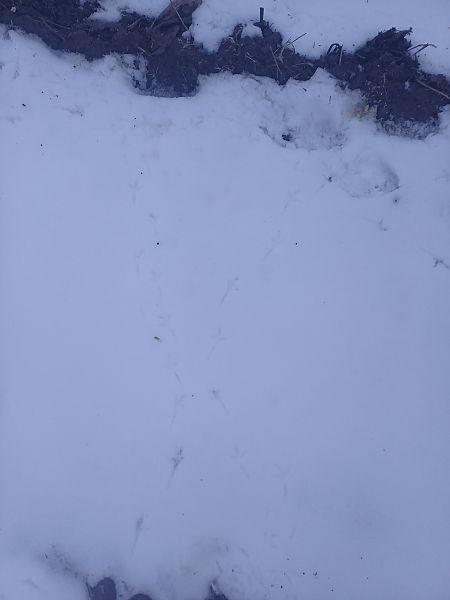 śnieguła  - Patryk Ptak