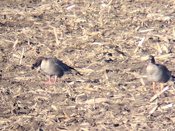 gęś krótkodzioba  - Wojciech Siuda