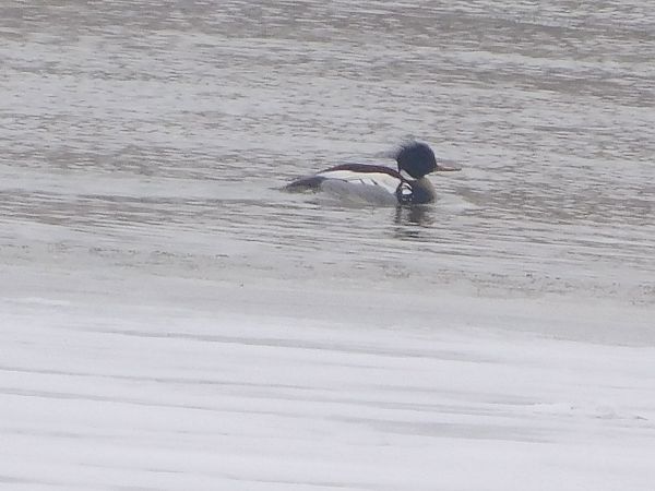 Red-breasted Merganser 
