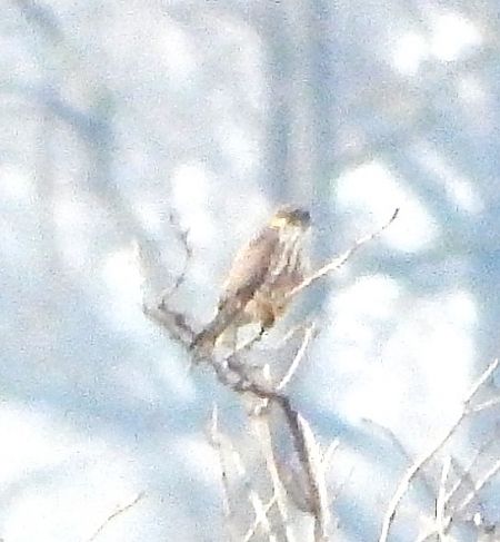 drzemlik  - Piotr Giertych