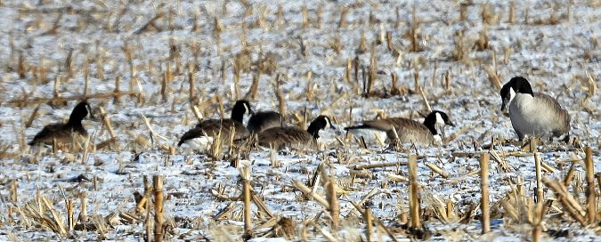 bernikla kanadyjska  - Marek Krawczyk