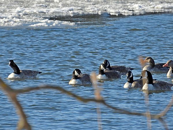 bernikla kanadyjska  - Marek Krawczyk