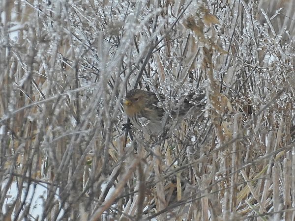 rzepołuch  - Marek Krawczyk