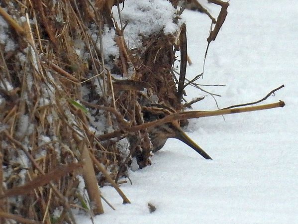 bekasik  - Marek Krawczyk