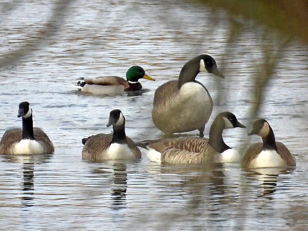 bernikla kanadyjska  - Marek Krawczyk