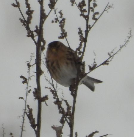 rzepołuch  - Wojciech Łapiński