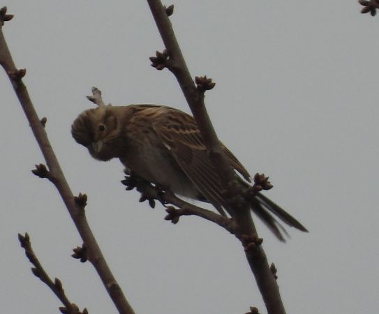 trznadel białogłowy  - Wojciech Łapiński