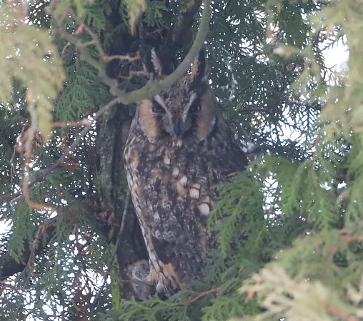 Hibou moyen-duc  - Wojciech Łapiński