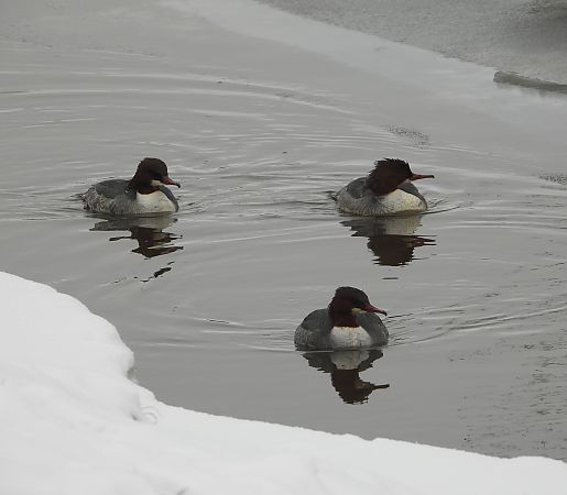 nurogęś  - Wojciech Łapiński