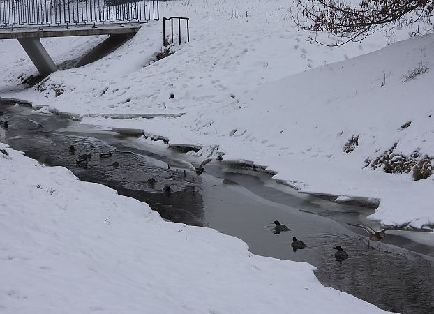 Harle bièvre  - Wojciech Łapiński