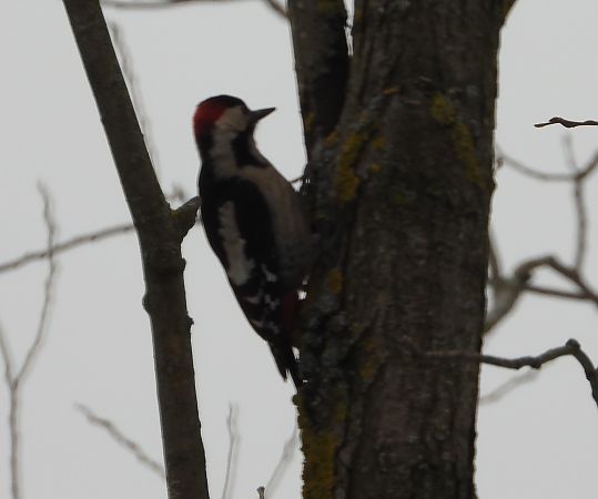 dzięcioł białoszyi  - Wojciech Łapiński