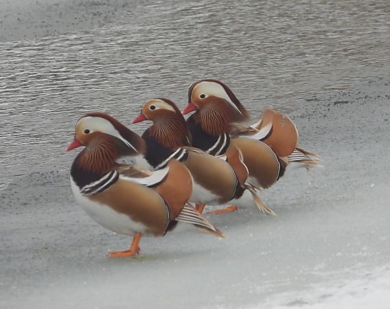 mandarynka  - Wojciech Łapiński