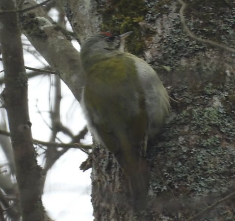 dzięcioł zielonosiwy  - Wojciech Łapiński