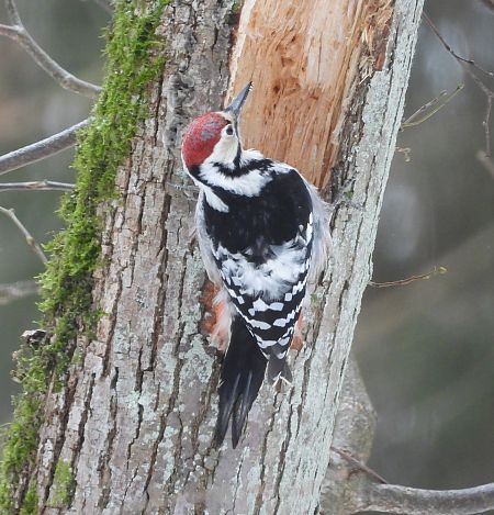 dzięcioł białogrzbiety  - Wojciech Łapiński