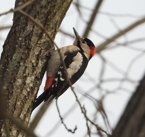 dzięcioł białoszyi  - Wojciech Łapiński