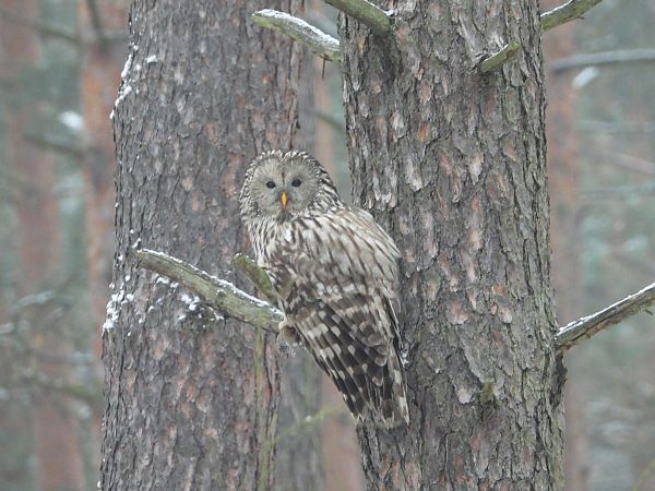 puszczyk uralski  - Wojciech Łapiński