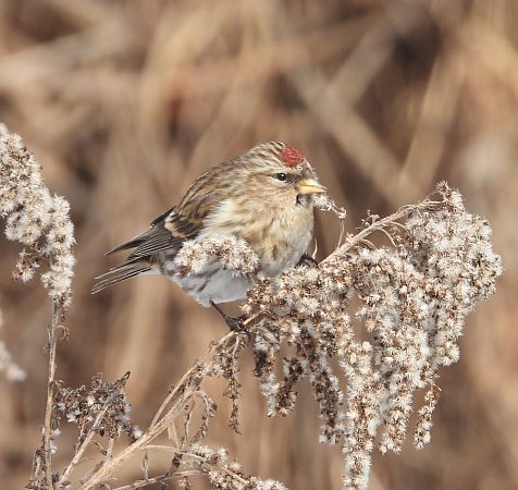 czeczotka  - Wojciech Łapiński