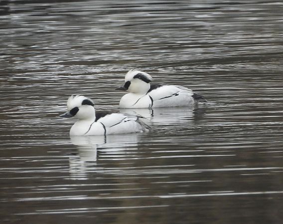 bielaczek  - Wojciech Łapiński