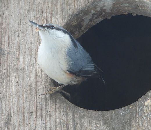 kowalik  - Wojciech Łapiński