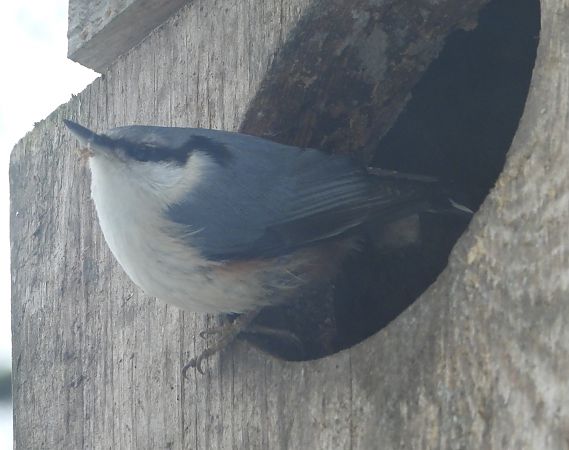 kowalik  - Wojciech Łapiński