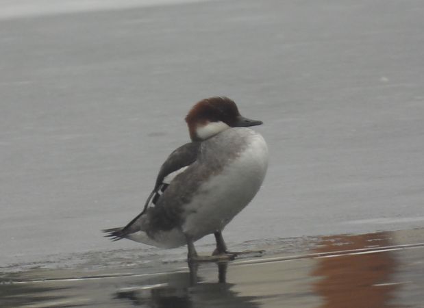 bielaczek  - Wojciech Łapiński