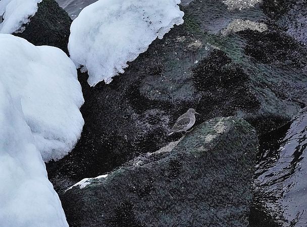 Meerstrandläufer  - Andrzej Chwierut