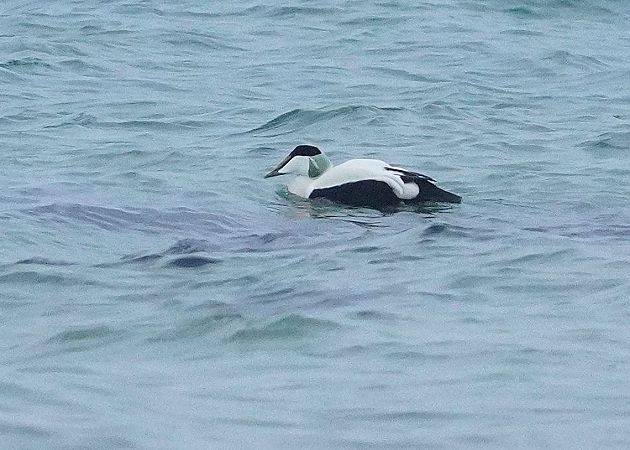 edredon  - Andrzej Chwierut