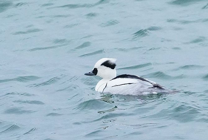 bielaczek  - Andrzej Chwierut