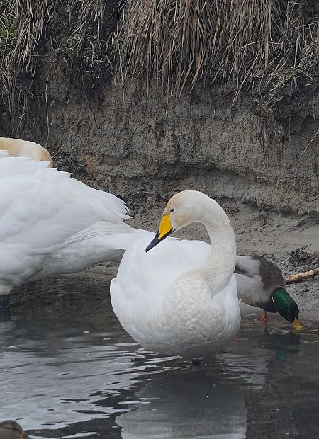 łabędź krzykliwy  - Andrzej Chwierut