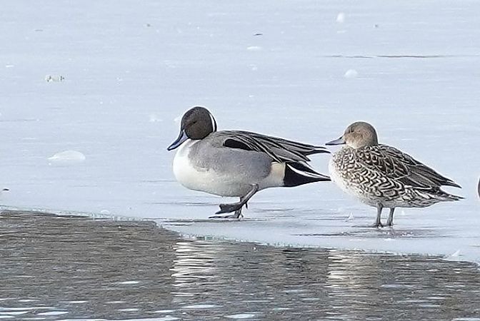 rożeniec  - Andrzej Chwierut