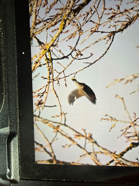 Jaseur boréal  - Artur Andrzejewski