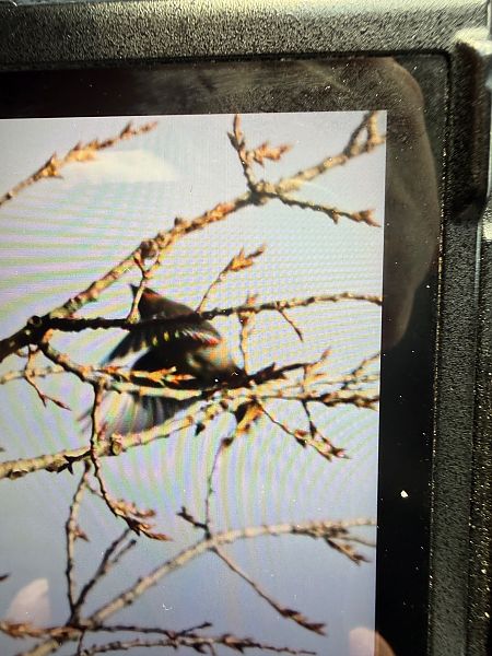 Seidenschwanz  - Artur Andrzejewski