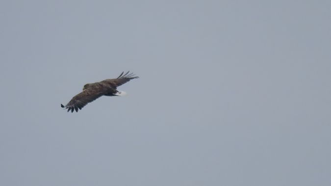 bielik  - Marcin Galus