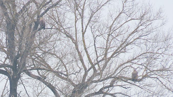 White-tailed Eagle  - Marcin Galus