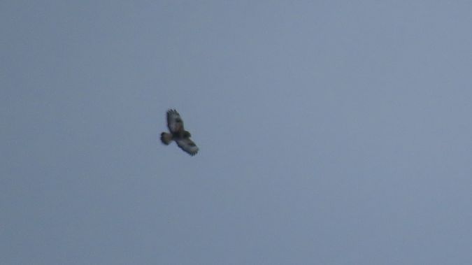 myszołów włochaty  - Marcin Galus