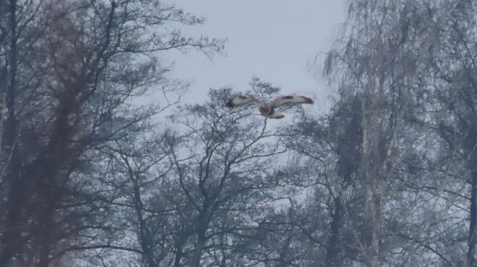 Raufussbussard  - Marcin Galus