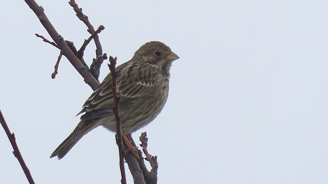 potrzeszcz  - Marcin Galus