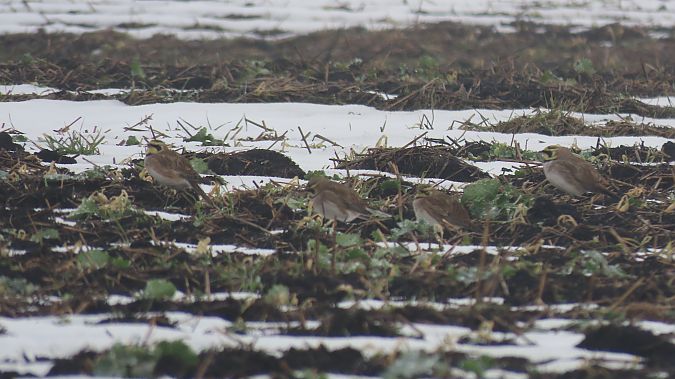 górniczek  - Marcin Galus